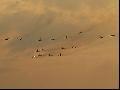 Su-22M4 + MiG29 group Polish AF