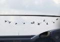 IAR Aelutte III, IAR Puma, SOCAT RoAF