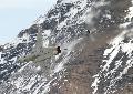 F-5 Tiger Suisse AF