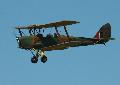 Tiger Moth