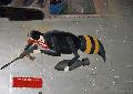 Wasp Patch