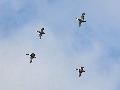 Four duck