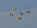 Baltic Bees, Latvia