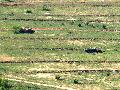 tank wrecks, in the military area near Hajmskr