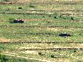 tank wrecks, in the military area near Hajmskr